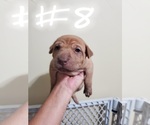 Small Photo #19 Phu Quoc (Vietnam Island) Ridgeback Puppy For Sale in HELOTES, TX, USA
