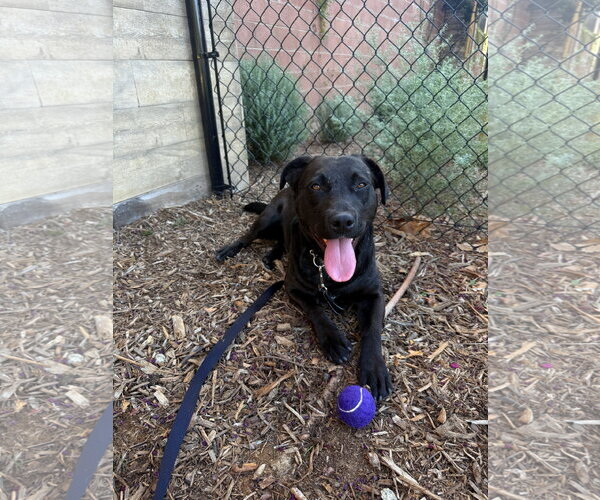 Medium Photo #11 Labrador Retriever-Unknown Mix Puppy For Sale in San Diego, CA, USA