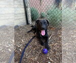 Small #10 Labrador Retriever Mix