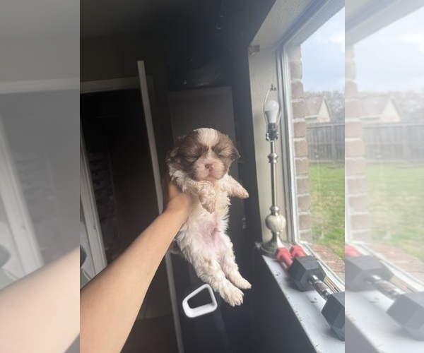 Medium Photo #3 Shih Tzu Puppy For Sale in SPRING, TX, USA