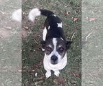 Small Rat-Cha