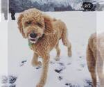 Small Photo #5 Goldendoodle Puppy For Sale in LEBANON, TN, USA