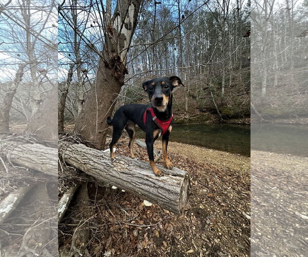 Medium Photo #7 German Pinscher Puppy For Sale in Forest, VA, USA