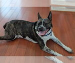 Small #11 Boston Terrier Mix