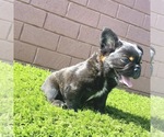 Small Photo #88 French Bulldog Puppy For Sale in MEMPHIS, TN, USA