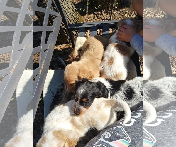 Medium Photo #15 Dachshund Puppy For Sale in HAMILTON, MO, USA