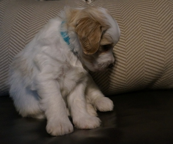 Medium Photo #4 Golden Mountain Doodle  Puppy For Sale in JIM FALLS, WI, USA