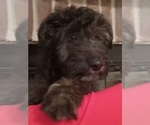 Puppy Charlie Cadoodle
