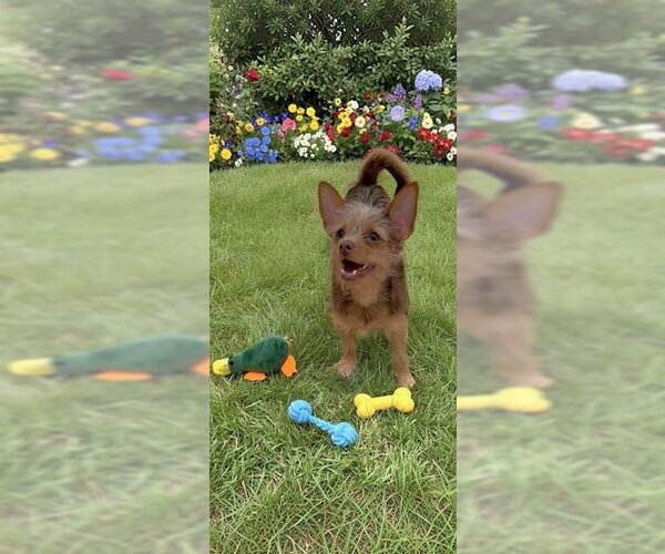 Medium Photo #6 Mutt Puppy For Sale in Weston, FL, USA