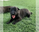 Small Photo #5 Belgian Malinois Puppy For Sale in CHANDLER, AZ, USA