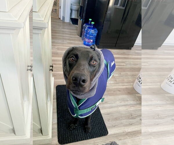 Medium Photo #6 Doberman Pinscher Puppy For Sale in Buffalo, MN, USA