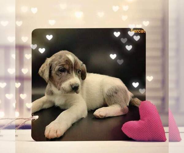 Medium Photo #1 Australian Shepherd-Lab-Pointer Mix Puppy For Sale in MILLVILLE, MN, USA