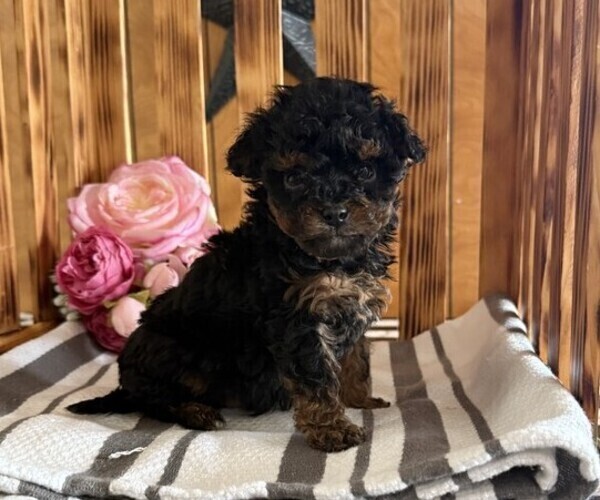 Medium Photo #4 Poodle (Miniature) Puppy For Sale in CURTISS, WI, USA