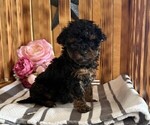 Small #3 Poodle (Miniature)