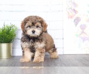 Shih-Poo Puppy for sale in RED LION, PA, USA