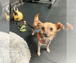 Small #2 Chihuahua Mix