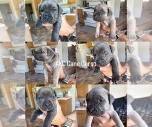 Cane Corso Puppy for sale in SACRAMENTO, CA, USA