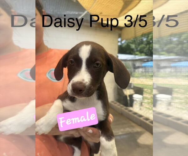 Medium Photo #3 English Springer Spaniel-Pointer Mix Puppy For Sale in Brooksville, FL, USA