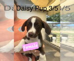 Small #2 English Springer Spaniel-Pointer Mix