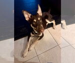 Small #6 Australian Kelpie-Labrador Retriever Mix