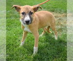Small #3 German Shepherd Dog Mix