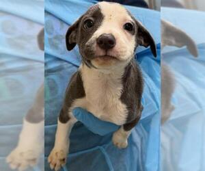 American Staffordshire Terrier-Unknown Mix Dogs for adoption in San Antonio, TX, USA
