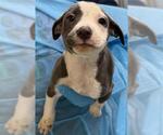 Small American Staffordshire Terrier Mix
