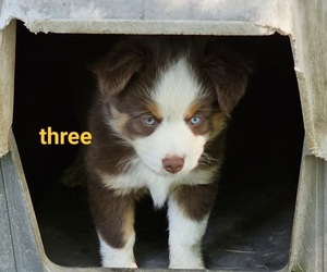 Miniature Australian Shepherd Puppy for sale in LISBON, IA, USA