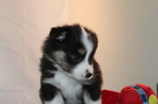 Small Photo #7 Miniature Australian Shepherd Puppy For Sale in HAMPTON, GA, USA