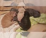Small Photo #25 Chinese Shar-Pei Puppy For Sale in DIXON, CA, USA