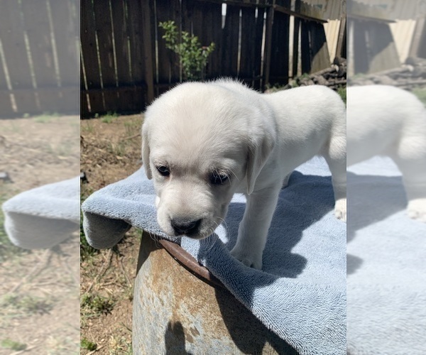 Medium Photo #4 Labrador Retriever Puppy For Sale in LIVE OAK, CA, USA