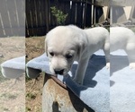 Small Photo #4 Labrador Retriever Puppy For Sale in LIVE OAK, CA, USA
