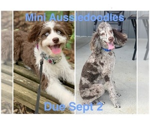 Aussiedoodle Miniature Puppy for sale in ROCK HILL, SC, USA