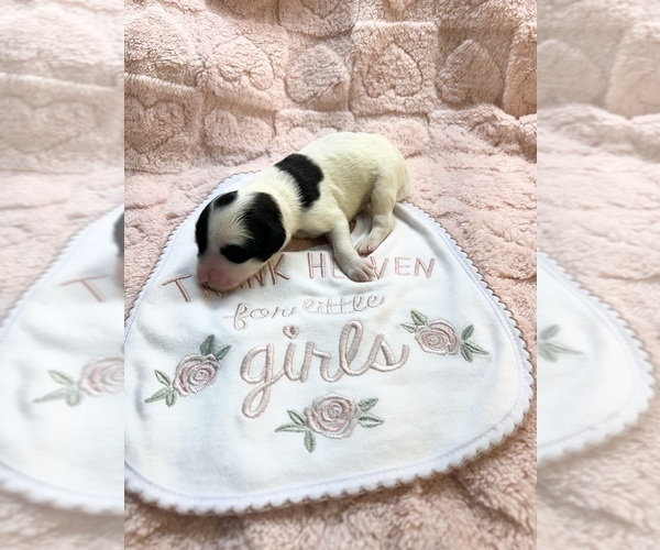 Medium Photo #9 Portuguese Water Dog Puppy For Sale in BAYTOWN, TX, USA