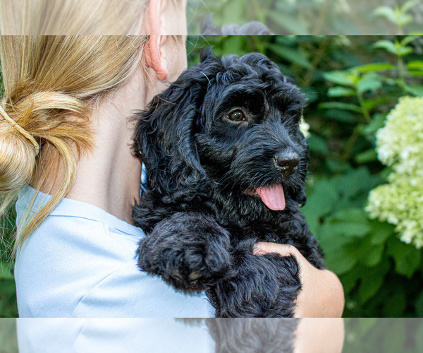 Medium Photo #6 Bernedoodle (Miniature) Puppy For Sale in NARVON, PA, USA