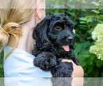 Small #5 Bernedoodle (Miniature)