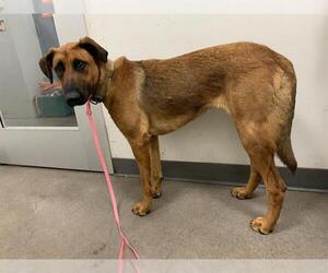 Mutt Dogs for adoption in Berkeley , CA, USA