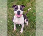 Small #1 American Staffordshire Terrier Mix