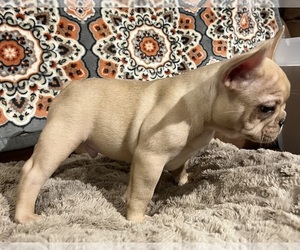 French Bulldog Puppy for sale in BOLIVAR, MO, USA