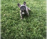 Small Photo #49 French Bulldog Puppy For Sale in WHITTIER, CA, USA