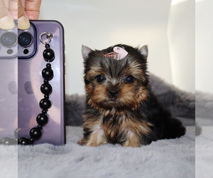 Yorkshire Terrier Puppy for sale in LOS ANGELES, CA, USA