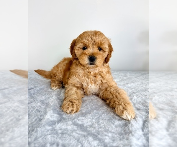 Medium Photo #3 Goldendoodle (Miniature) Puppy For Sale in GREENFIELD, IN, USA