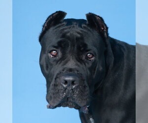 Mutt Dogs for adoption in Pasadena, CA, USA