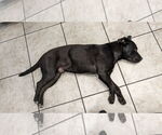 Small #3 American Pit Bull Terrier Mix