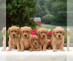 Small #1 Golden Retriever