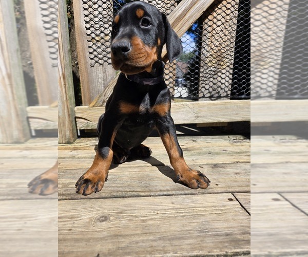 Medium Photo #24 Doberman Pinscher Puppy For Sale in WHEELING, IL, USA