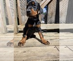 Small Photo #24 Doberman Pinscher Puppy For Sale in WHEELING, IL, USA