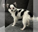 Small Photo #4 Chiranian Puppy For Sale in Grafton, WI, USA