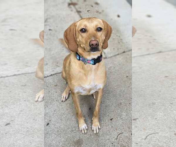 Medium Photo #4 Labbe Puppy For Sale in Woodsfield, OH, USA