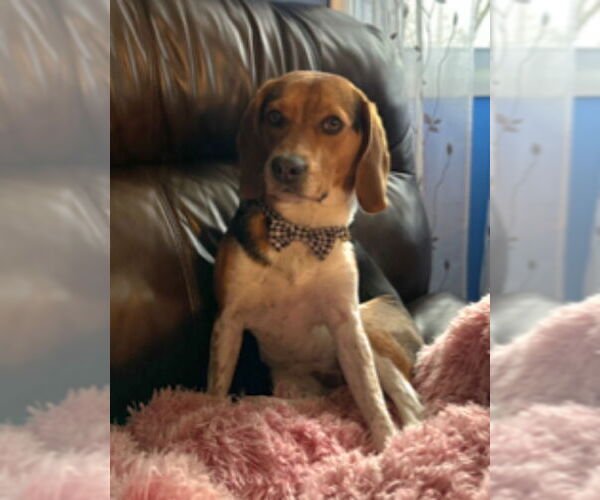 Medium Photo #3 Beagle-Unknown Mix Puppy For Sale in Fairfax, VA, USA